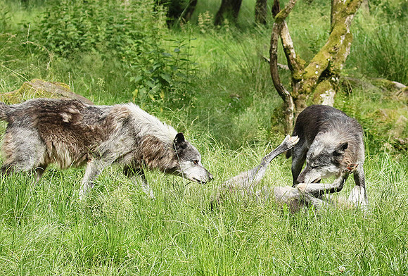 Black wolves - Parc animalier de Ste Croix