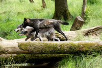 Black wolves - Parc animalier de Ste Croix