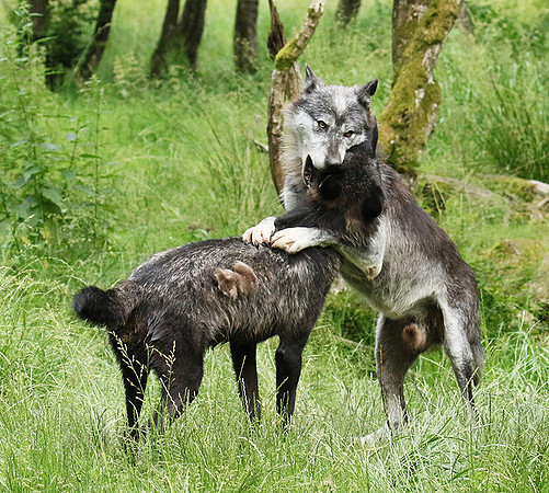 Black wolves - Parc animalier de Ste Croix