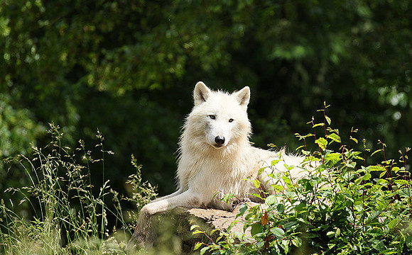 White wolves - Parc animalier de Ste Croix