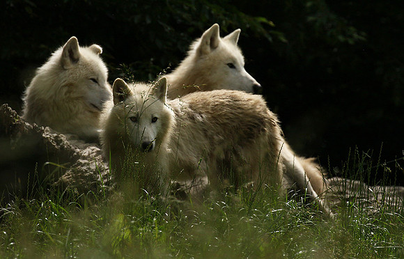 White wolves - parc animalier de Ste Croix