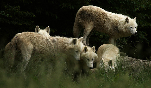 White wolves - parc animalier de Ste Croix