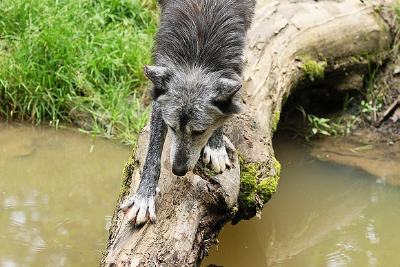Black wolves - Parc animalier de Ste Croix