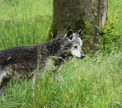 Black wolves - Parc animalier de Ste Croix