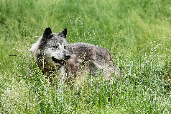 Black wolves - Parc animalier de Ste Croix