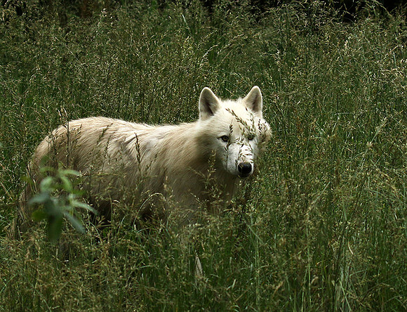 White wolves - Parc animalier de Ste Croix