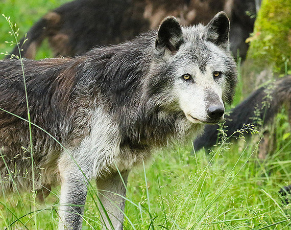 Black wolves - Parc animalier de Ste Croix