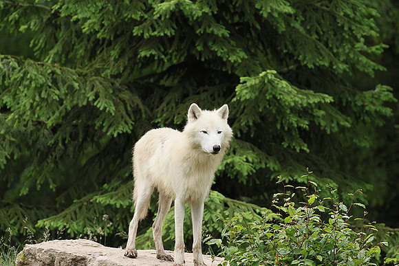 White wolves - Parc animalier de Ste Croix