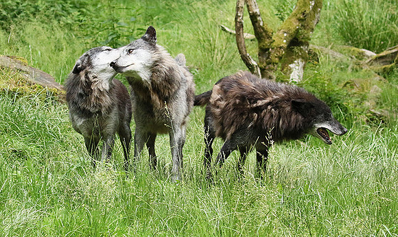 Black wolves - Parc animalier de Ste Croix
