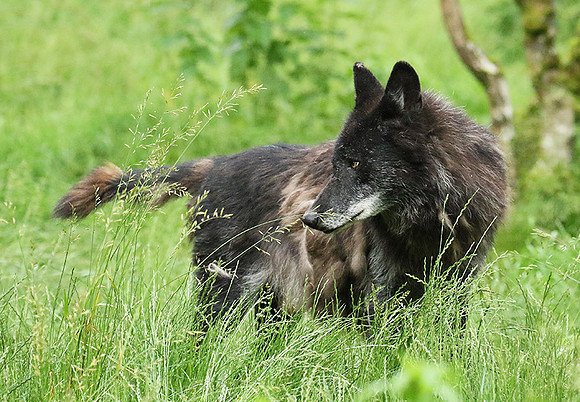 Black wolves - Parc animalier de Ste Croix