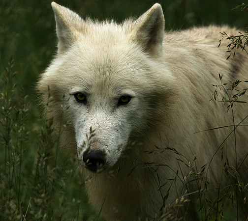 White wolves - Parc animalier de Ste Croix