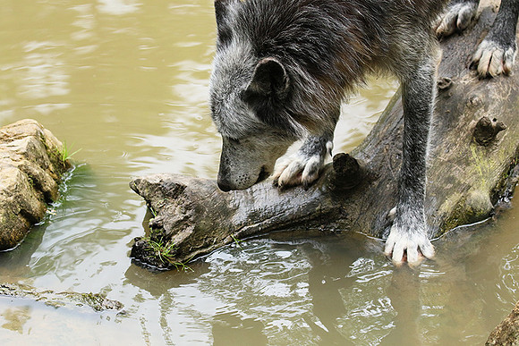 Black wolves - Parc animalier de Ste Croix