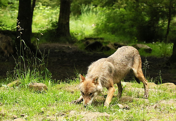 Grey wolves - Parc animalier de Ste Croix