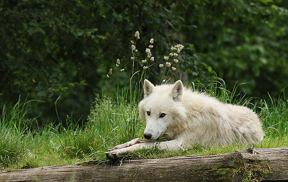 White wolves - Parc animalier de Ste Croix