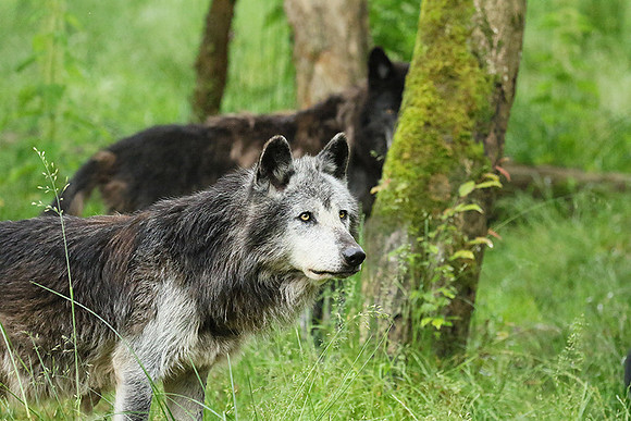 Black wolves - Parc animalier de Ste Croix
