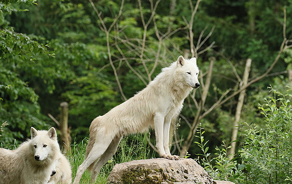 White wolves - Parc animalier de Ste Croix