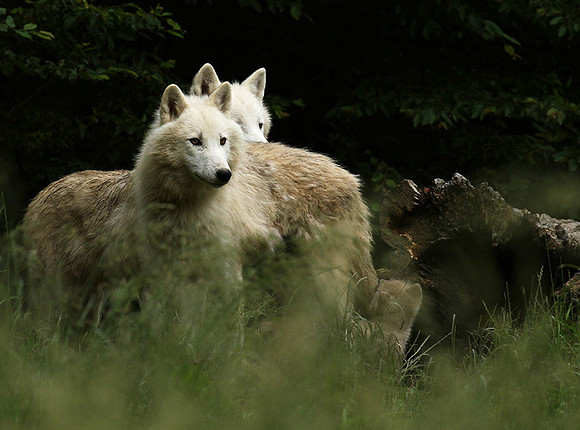 White wolves - parc animalier de Ste Croix