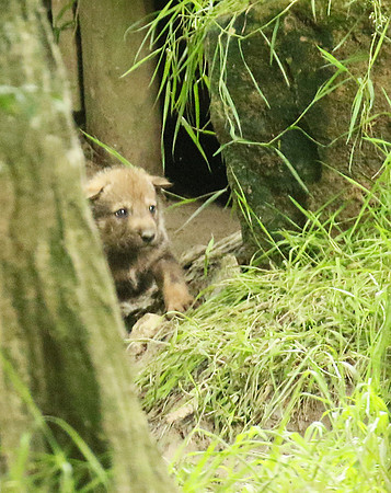 Grey wolves - Parc animalier de Ste Croix