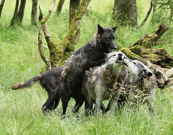 Black wolves - Parc animalier de Ste Croix