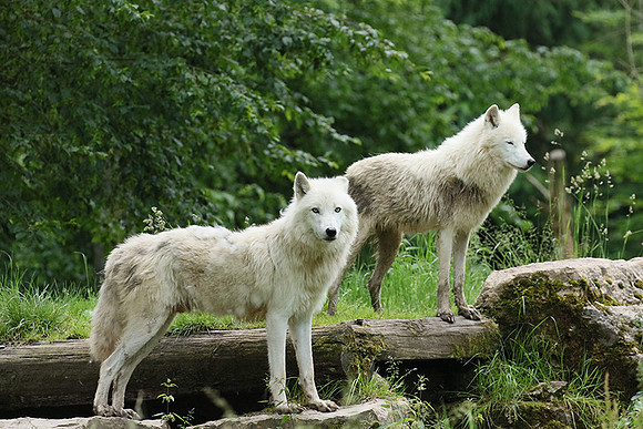 White wolves - Parc animalier de Ste Croix