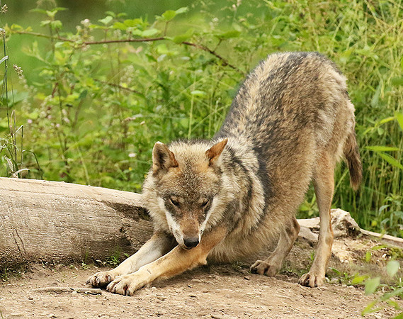 Grey wolves - Parc animalier de Ste Croix