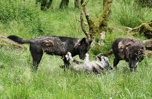 Black wolves - Parc animalier de Ste Croix
