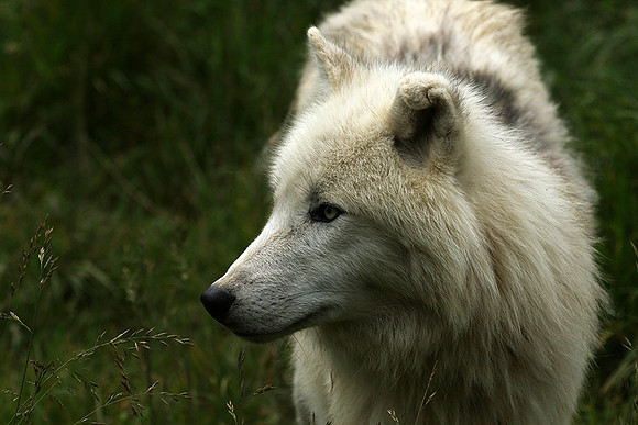 White wolves - Parc animalier de Ste Croix