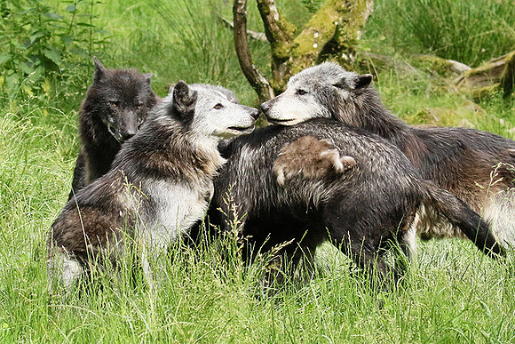 Black wolves - Parc animalier de Ste Croix