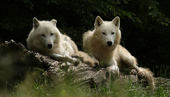 White wolves - parc animalier de Ste Croix