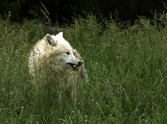 White wolves - Parc animalier de Ste Croix