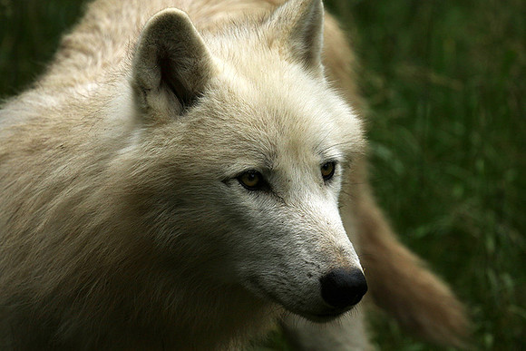 White wolves - Parc animalier de Ste Croix