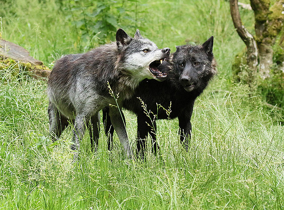 Black wolves - Parc animalier de Ste Croix