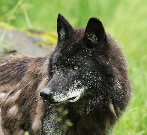 Black wolves - Parc animalier de Ste Croix