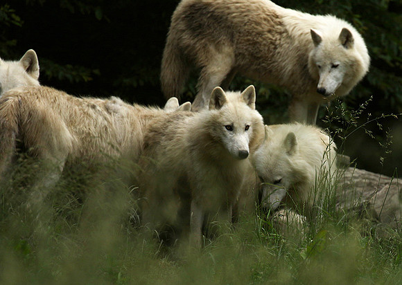 White wolves - Parc animalier de Ste Croix