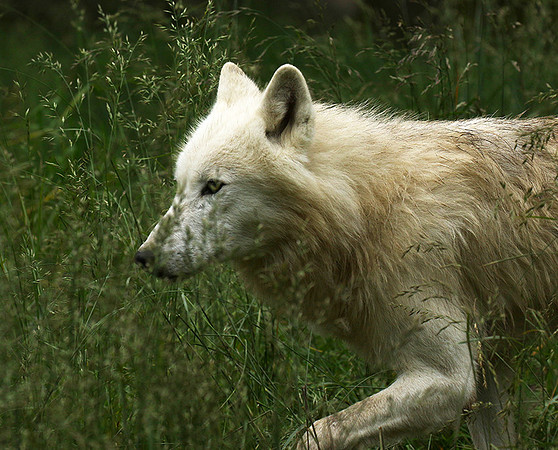 White wolves - Parc animalier de Ste Croix