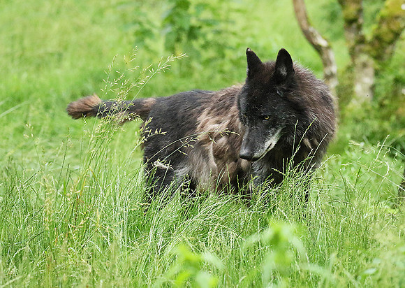 Black wolves - Parc animalier de Ste Croix