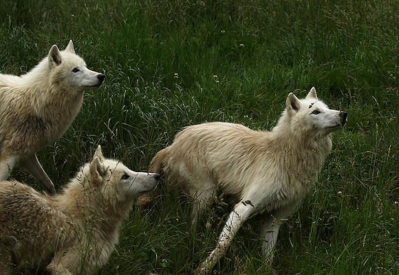 White wolves - Parc animalier de Ste Croix