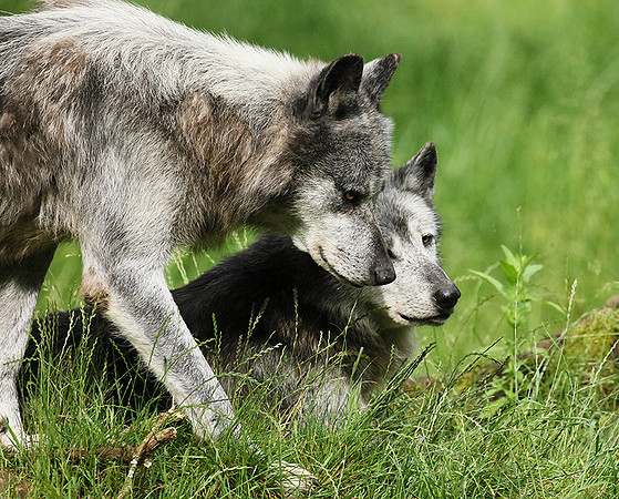 Black wolves - Parc animalier de Ste Croix