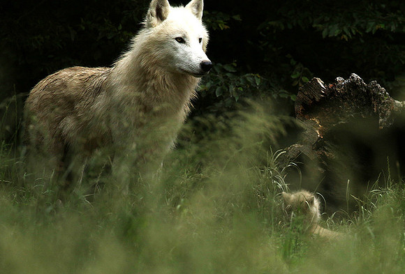 White wolves - Parc animalier de Ste Croix