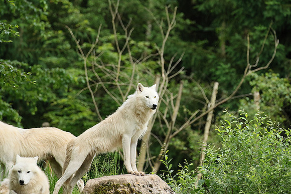 White wolves - Parc animalier de Ste Croix