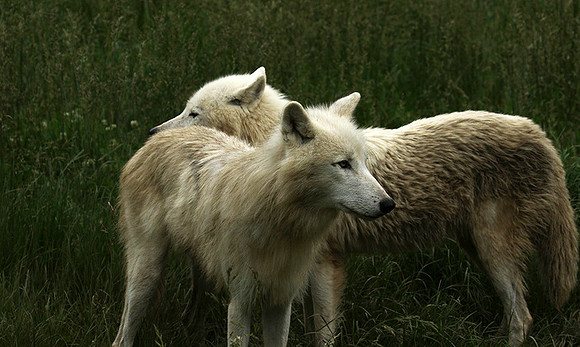 White wolves - Parc animalier de Ste Croix