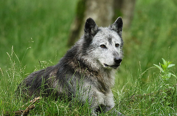 Black wolves - Parc animalier de Ste Croix