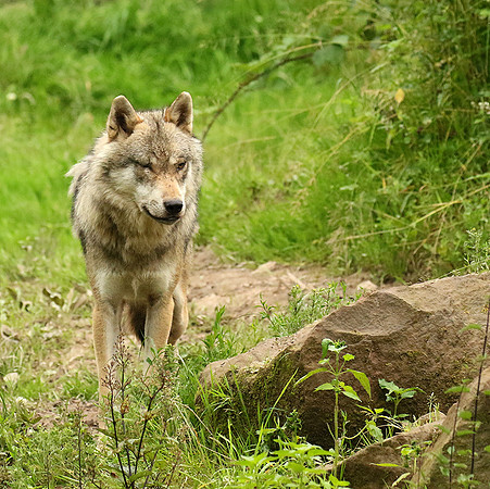 Grey wolves - Parc animalier de Ste Croix