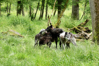 Black wolves - Parc animalier de Ste Croix