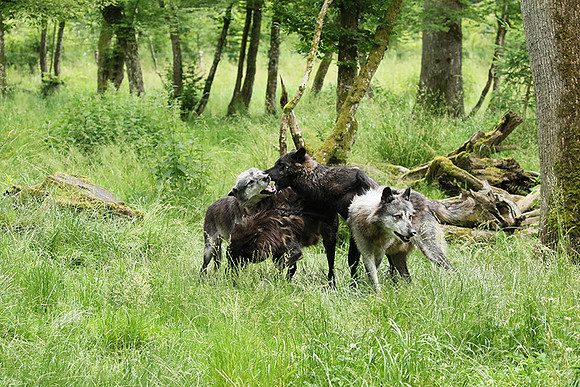 Black wolves - Parc animalier de Ste Croix