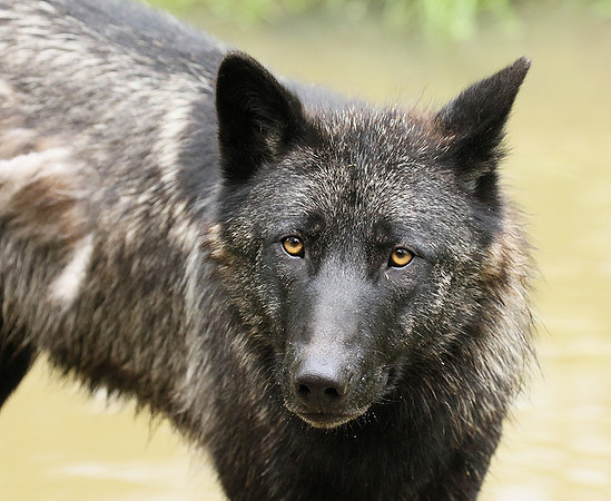 Black wolves - Parc animalier de Ste Croix