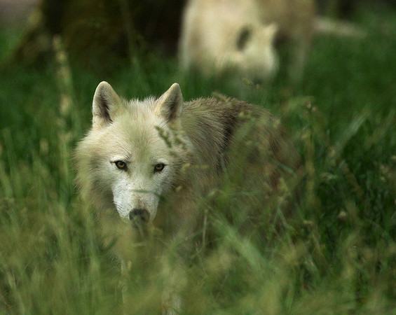 White wolf - parc animalier de Ste Croix
