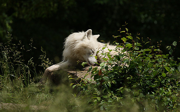 White wolves - Parc animalier de Ste Croix