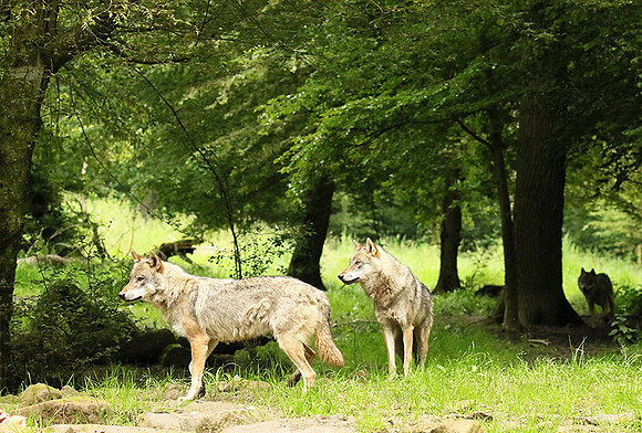 Grey wolves - Parc animalier de Ste Croix