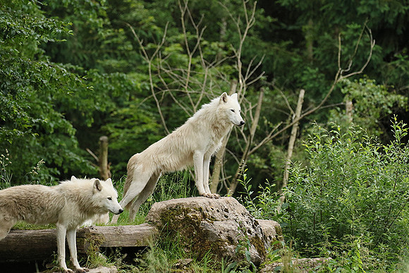 White wolves - Parc animalier de Ste Croix